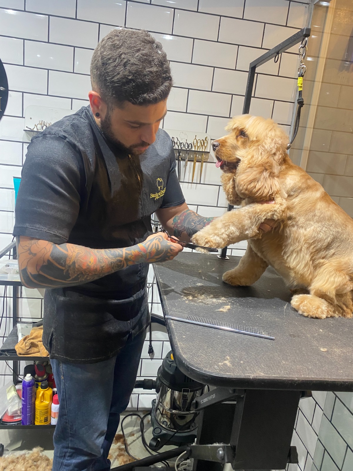 Cocker Spaniel — acabamento