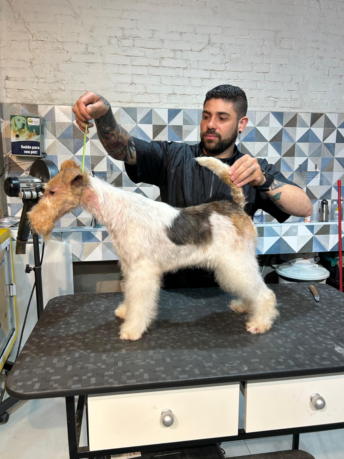 Fox Terrier — hand stripping