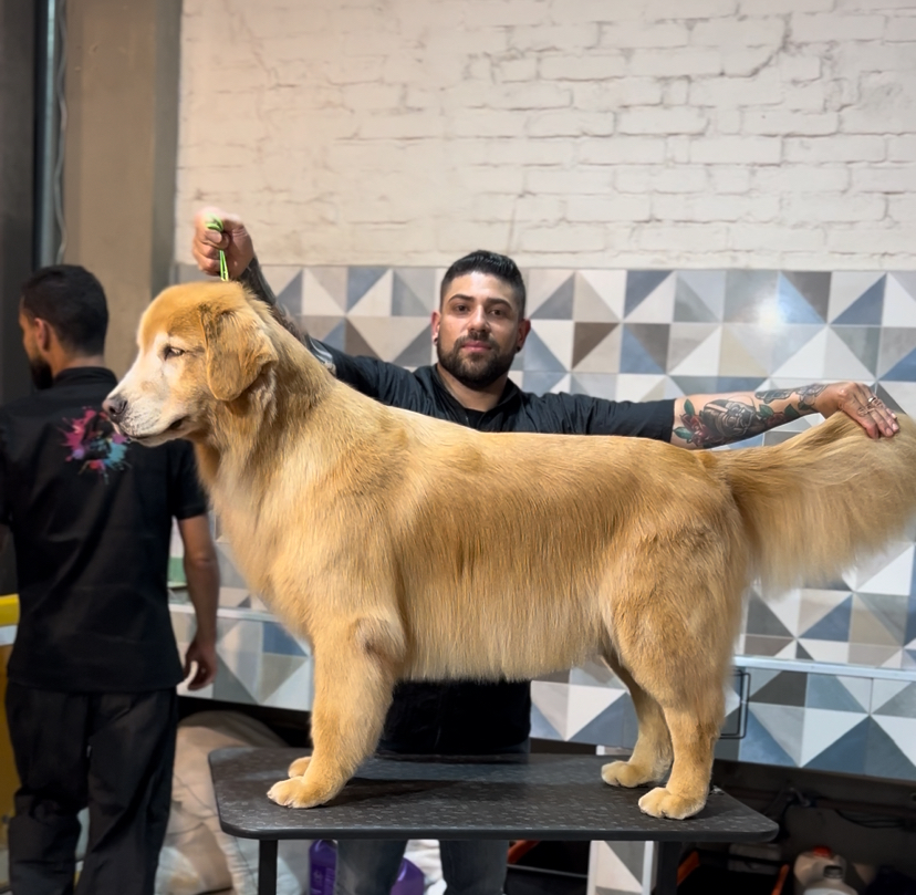 Golden Retriever — trimming