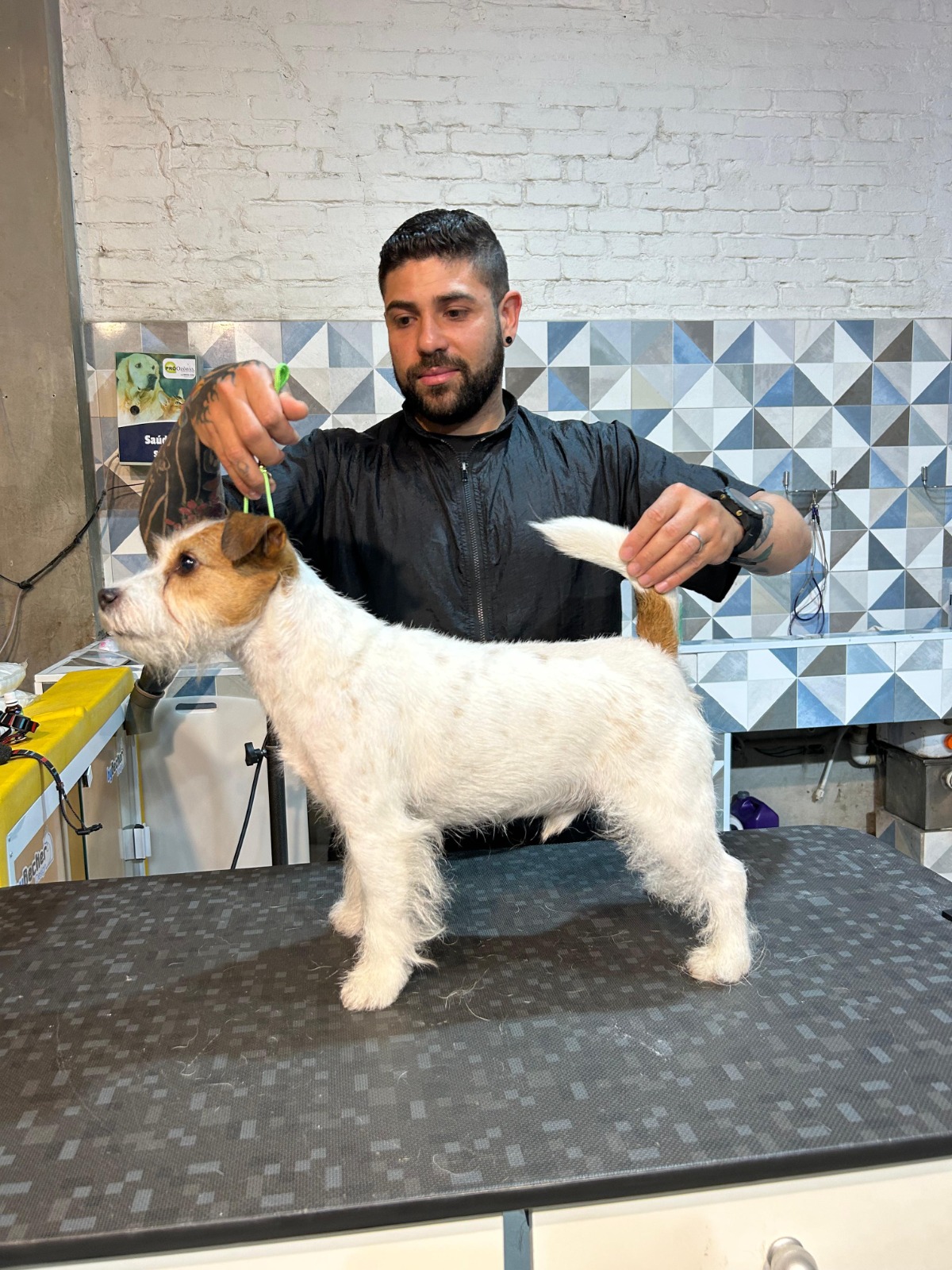 Jack Russell — trimming