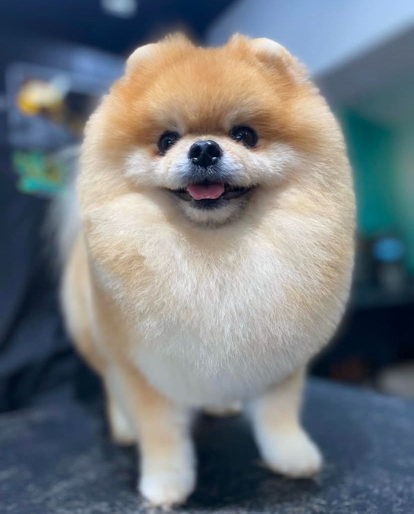 Pomerânia — tosa bebê